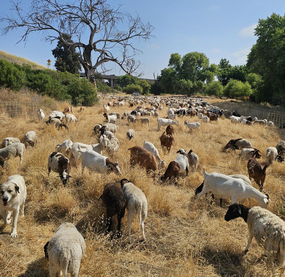 Hundreds of goats and sheep graze along the Salinas River in Paso Robles, clearing underbrush and helping reduce wildfire risk. Photo courtesy of The Goat Girls.