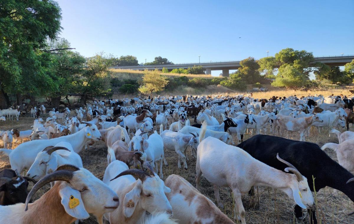 The city of Paso Robles works with a local company, The Goat Girls, to help manage vegetation along the Salinas riverbed as part of its fire risk mitigation efforts. Photo courtesy of The Goat Girls.