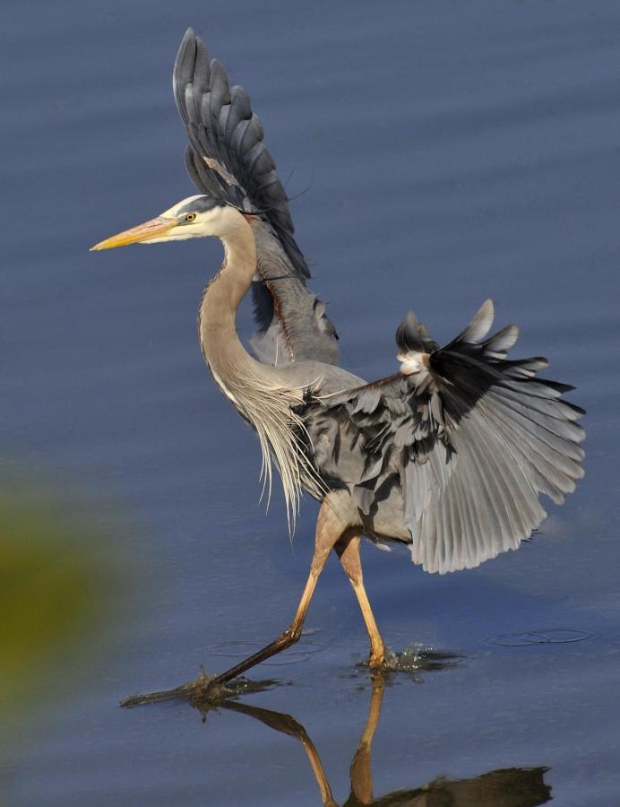 Heron