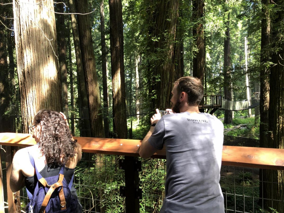 Man and woman looking at redwood trees