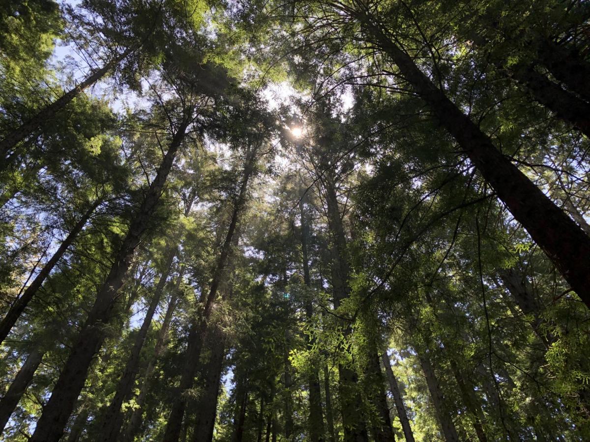 Redwood trees