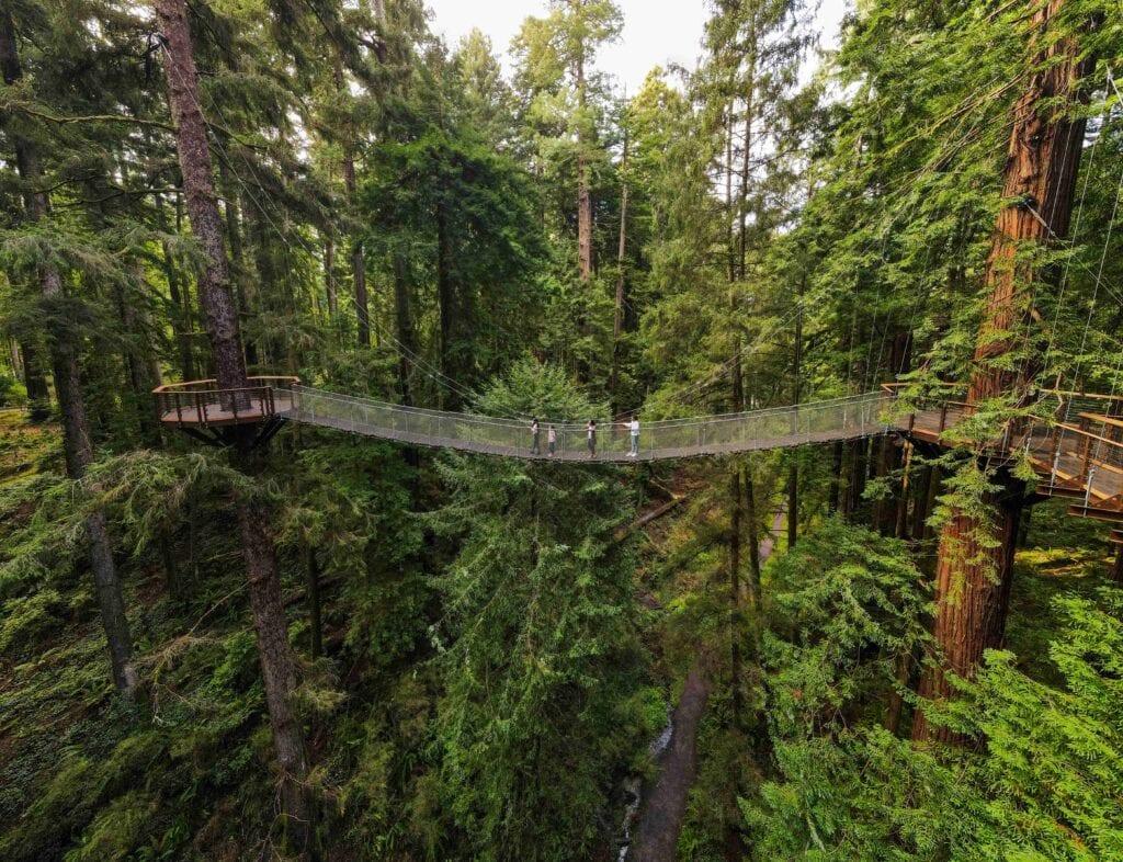 Redwood Sky Walk