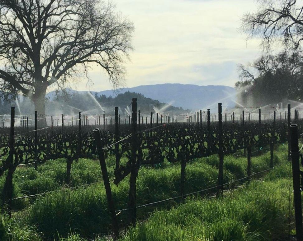 Overhead sprinklers at Thomas Vineyards, used to protect grapevines from freezing.  