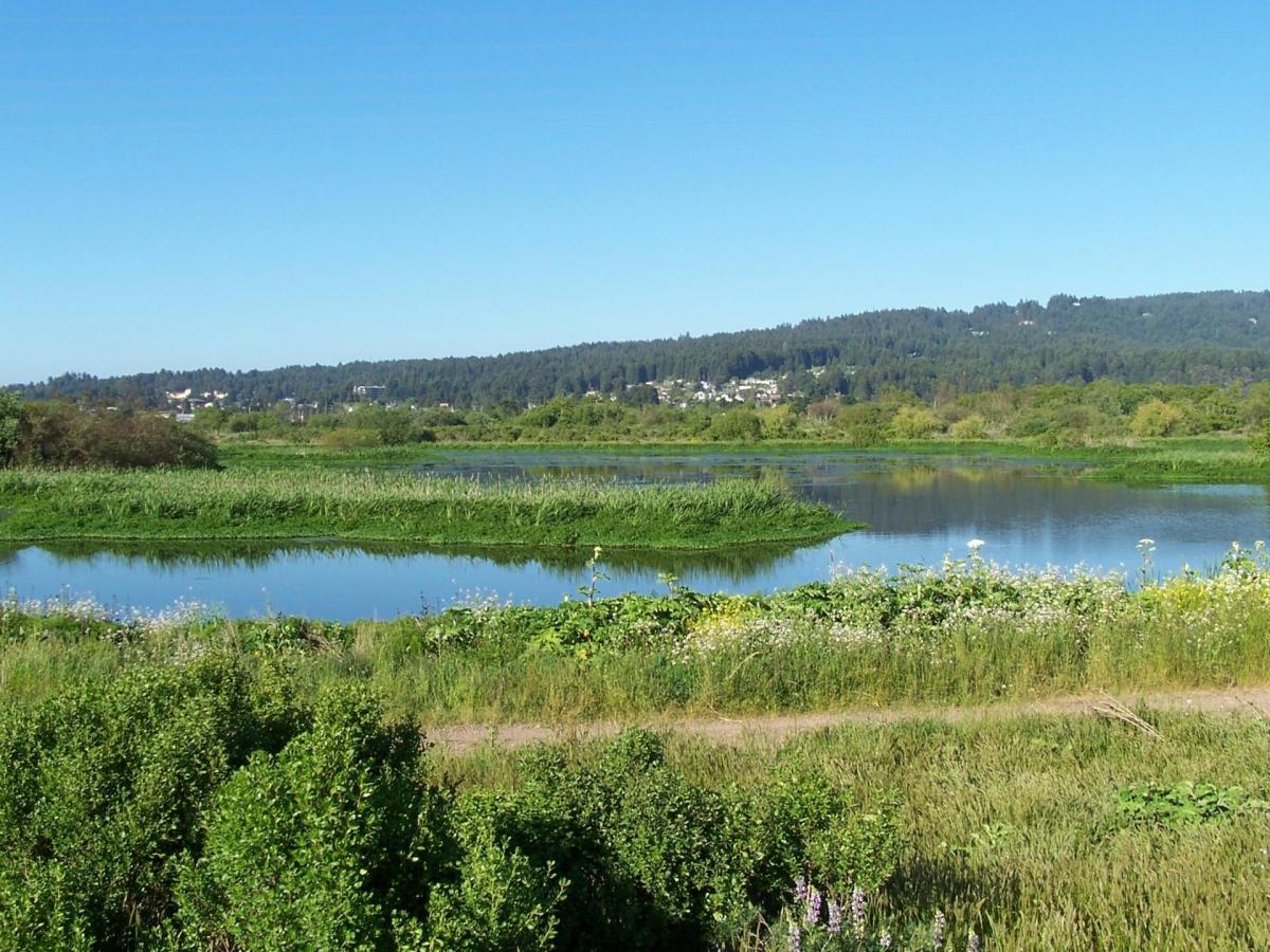 Marsh