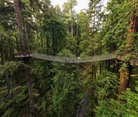 Redwood Sky Walk